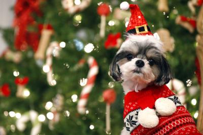 Gift Guide Pet Gifts